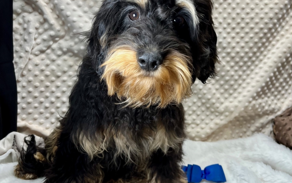 Neutered . . . . . "Sniper" CKC Male F1 Cavapoos  Born 8/15'23, $750