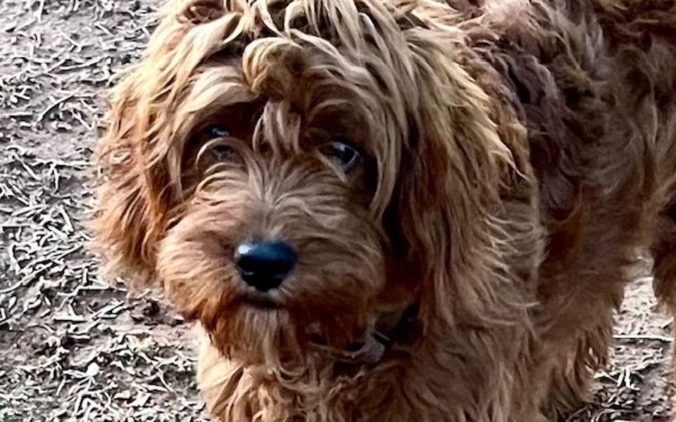 Neutered ....CKC male F1 Cavapoo, "Raider" Born 8/15'23, $850