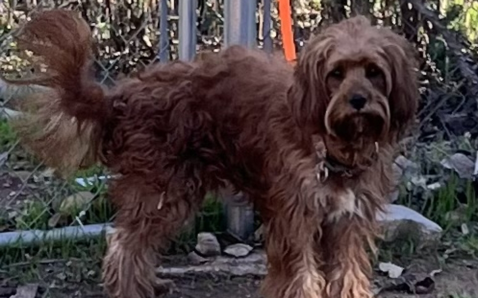 Neutered ....CKC male F1 Cavapoo, "Raider" Born 8/15'23, $850