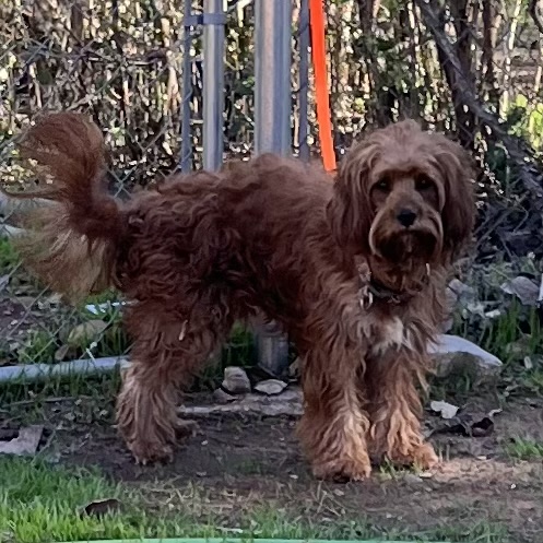 Neutered ....CKC male F1 Cavapoo, "Raider" Born 8/15'23, $850