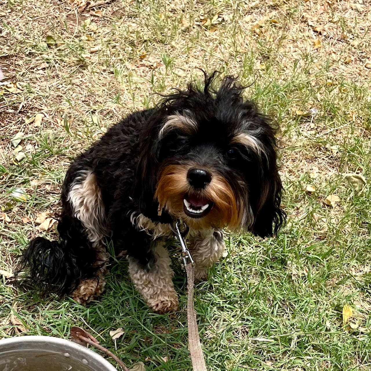 'Neutered' CKC Male F1 Cavapoo, "Snickers" born 8/15'23. $850.