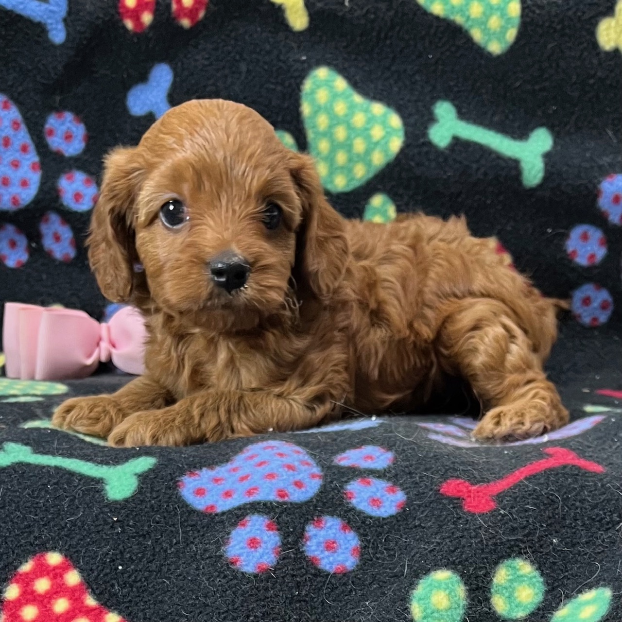 F1 Cross Cavapoo Female, "Rachael" Born 8/20'24, $1,550.