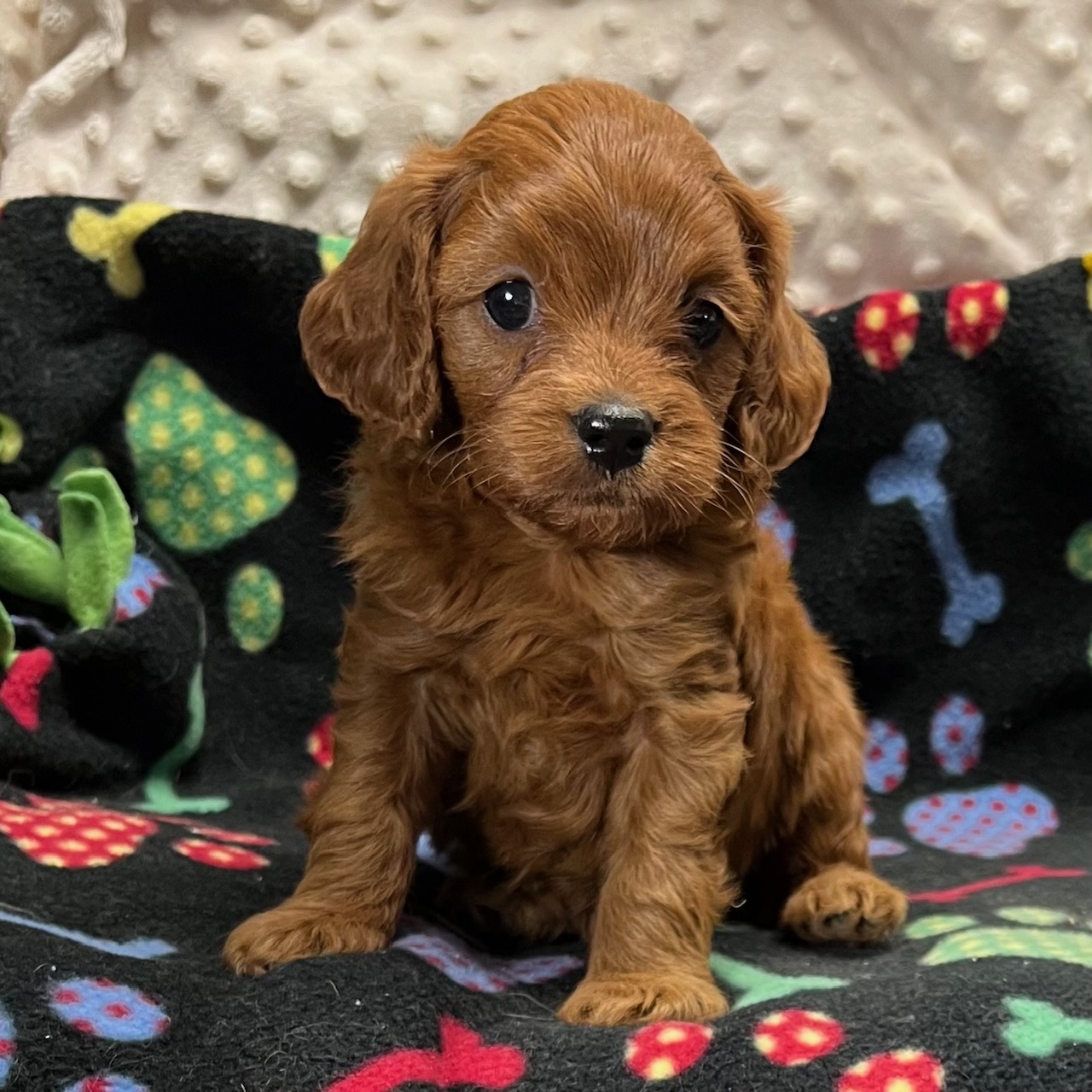 Select F1 Cross Cavapoo Male, "Ramsey" Born 8/20’24, $1,550.