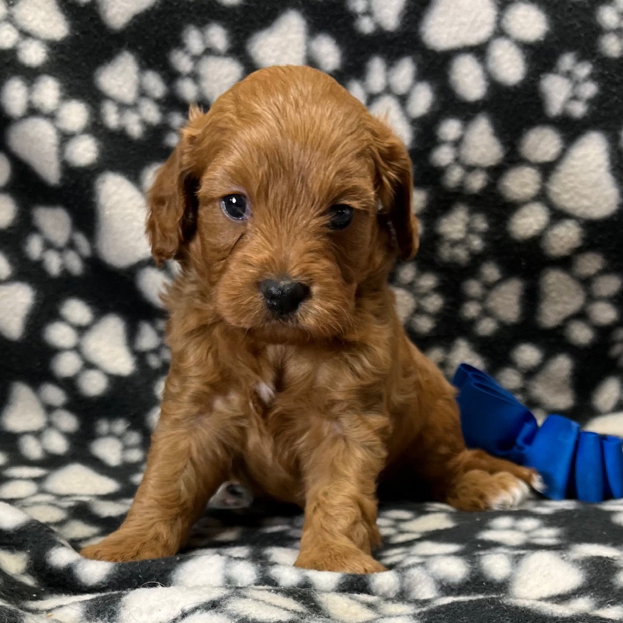 F1 Cavapoo Male, Amber's Grandson. born 8/22'24  $1,550 "Luca"