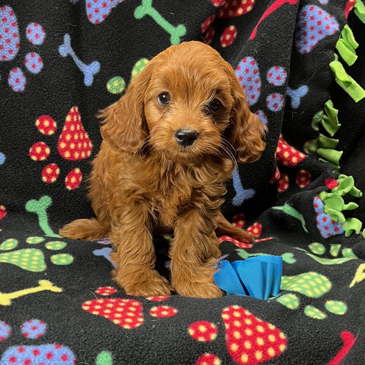 F1 Cross Cavapoo Male, "Ramsey" Born 8/20’24, $1,550. Ready to go home. "RESERVED"