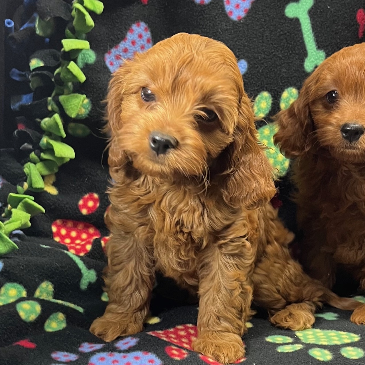 F1 Cross Cavapoo Female, "Rachael" Born 8/20'24, $1,550. Ready to go home.