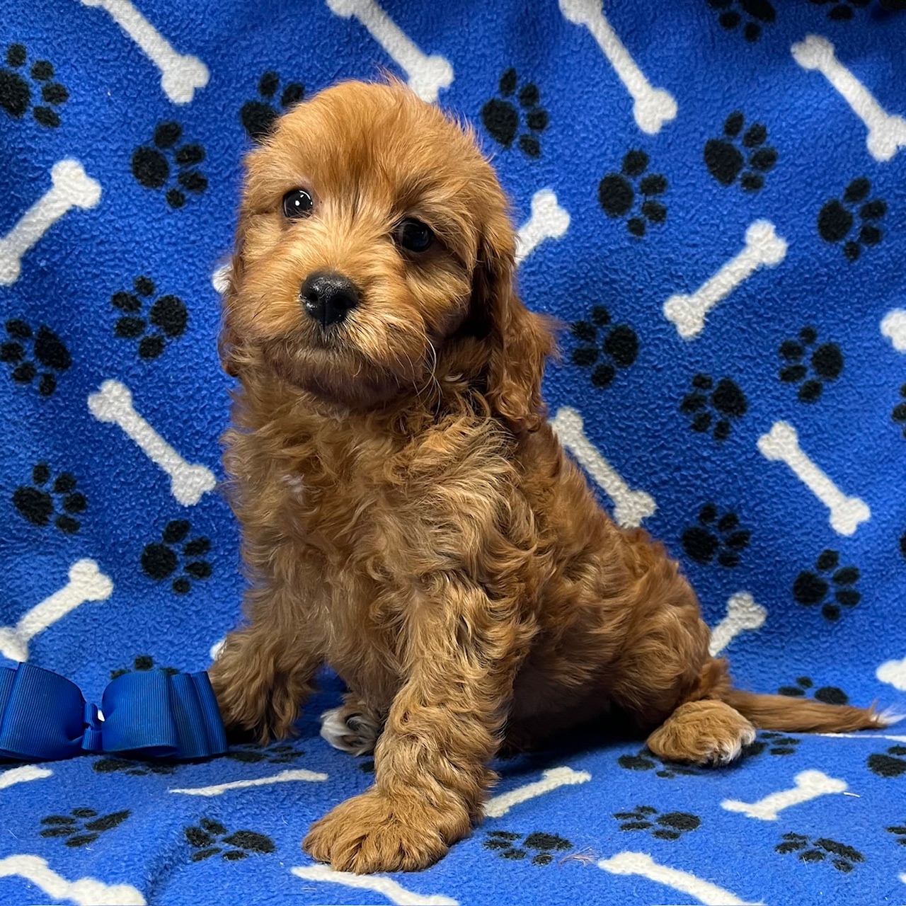 F1 Cavapoo Male, born 8/22'24  $1,550 "Luca"  Ready to go Home.