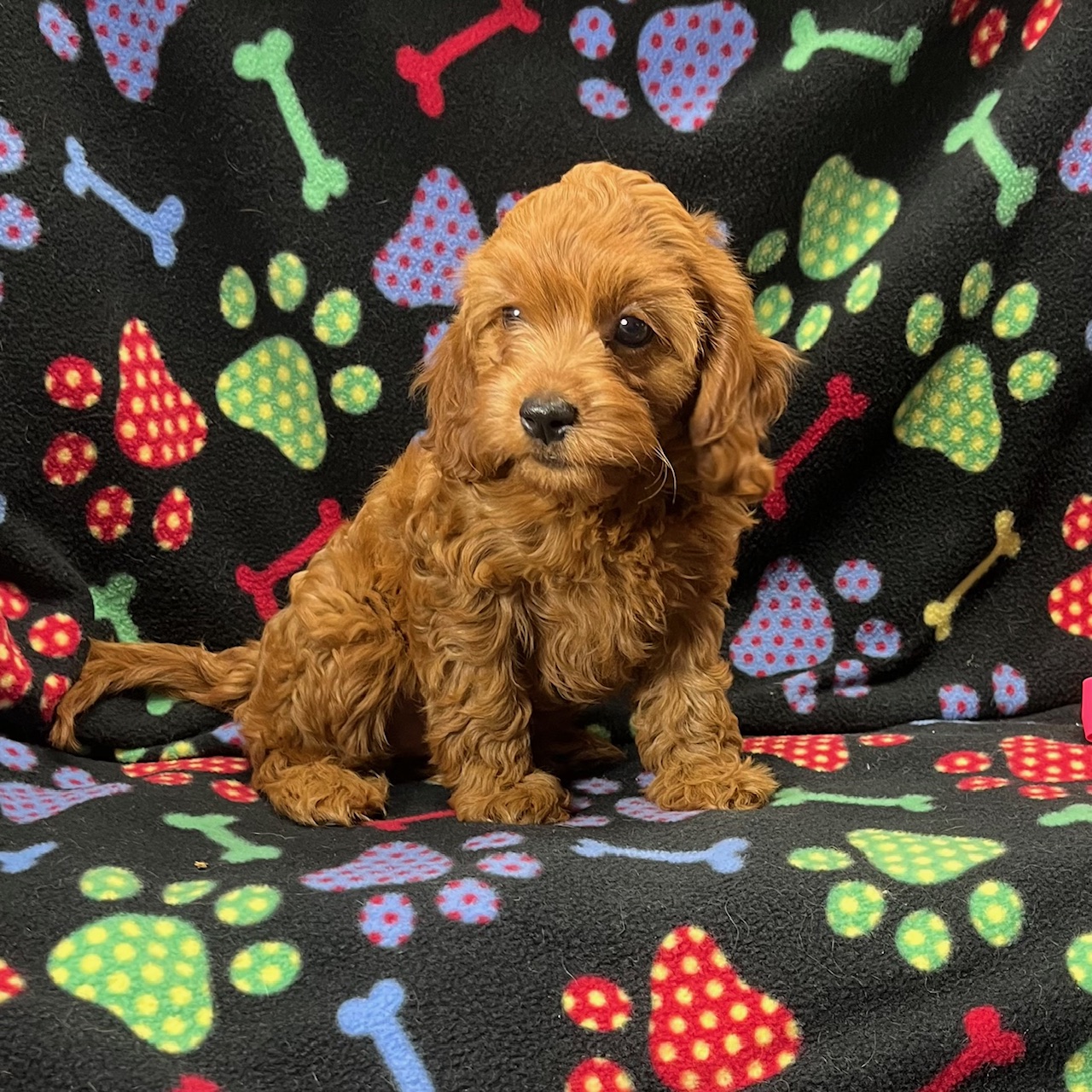 F1 Cross Cavapoo Female, "Rachael" Born 8/20'24, $1,550. Ready to go home.