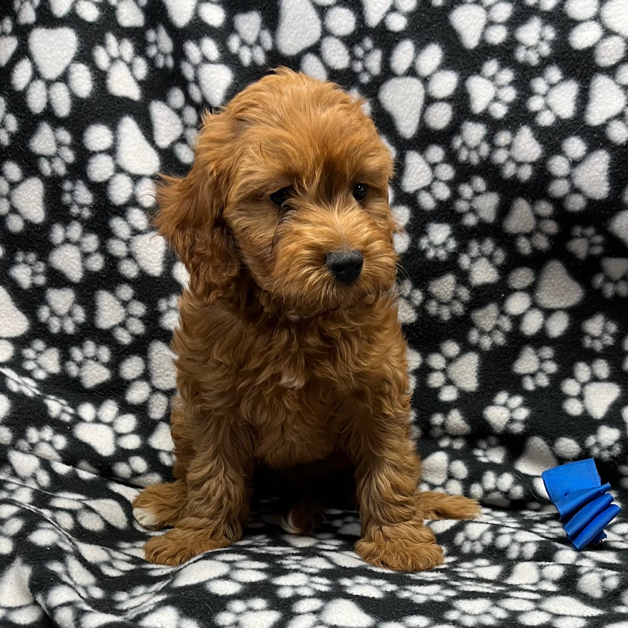 F1 Cavapoo Male, born 8/22'24  $1,550 "Luca"  Ready to go Home. RESERVED