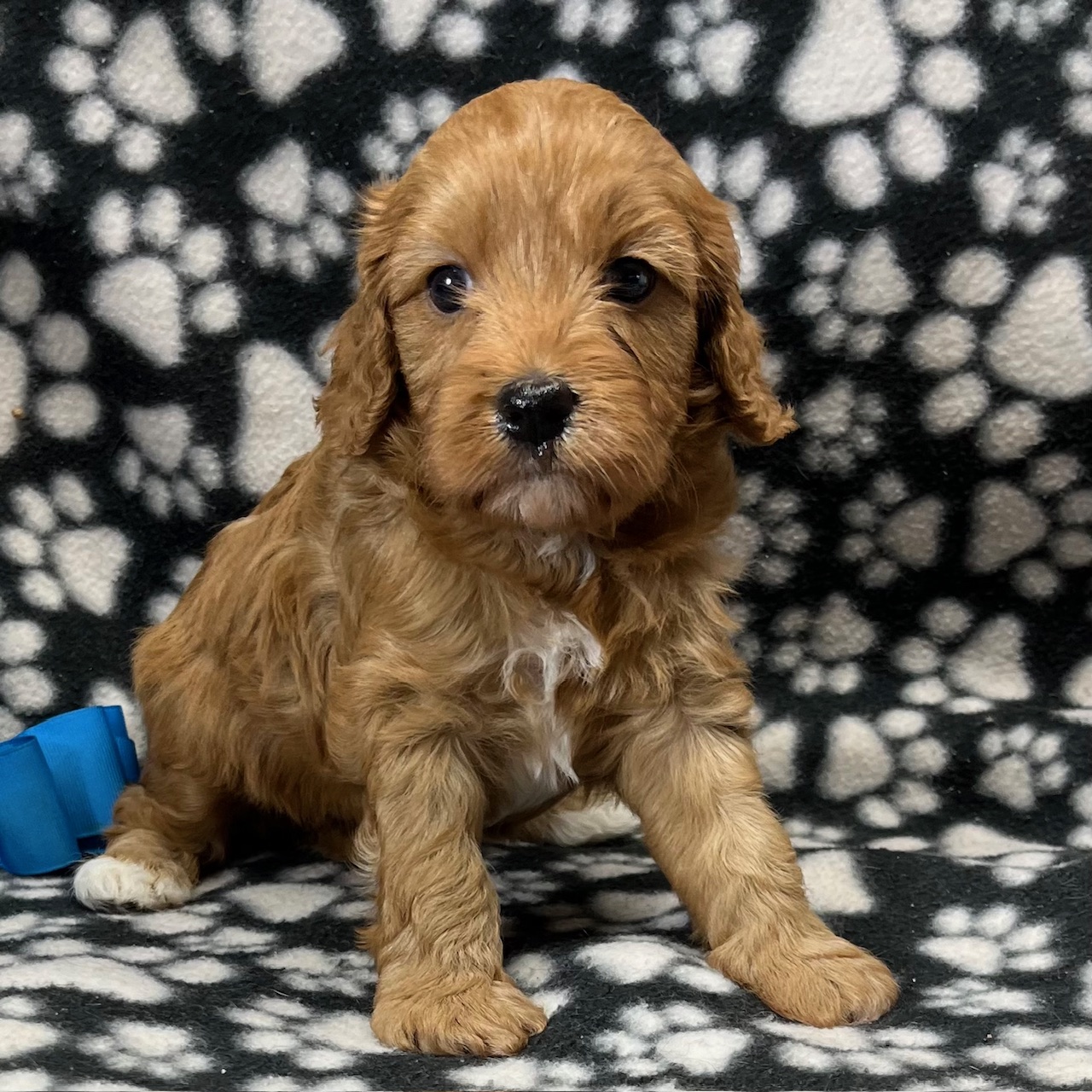 F1 Cavapoo Male born 8/22’24, $1,550. "Liem"