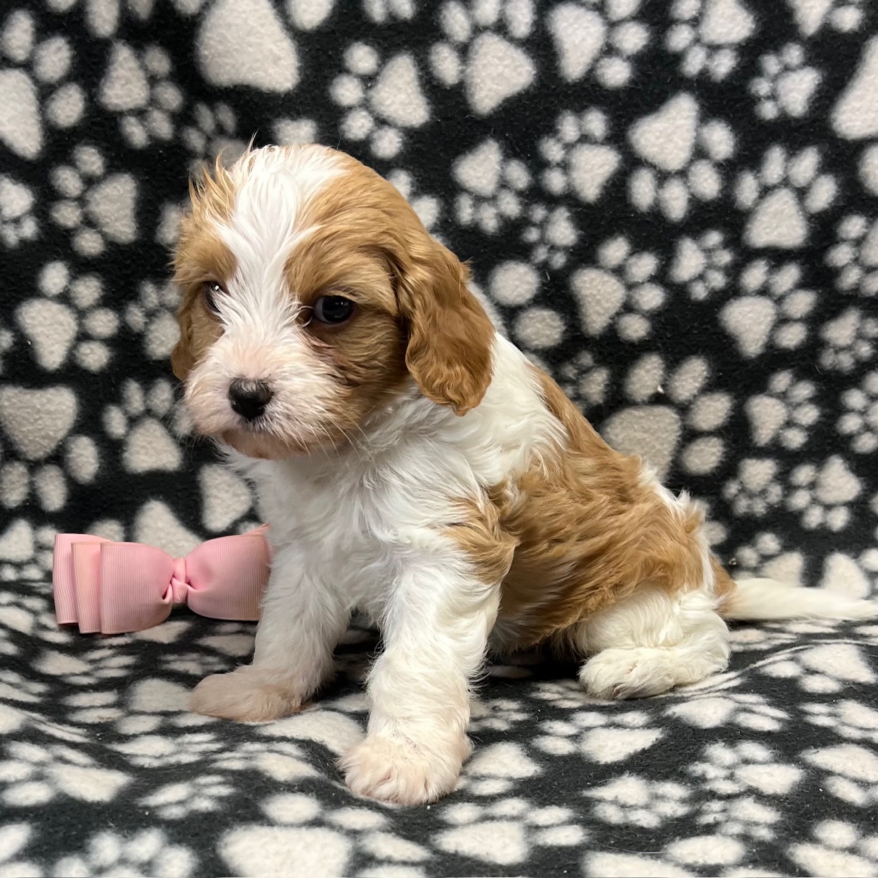 F1 Cavapoo female "Peaches" born 8/22'24, $1,550.