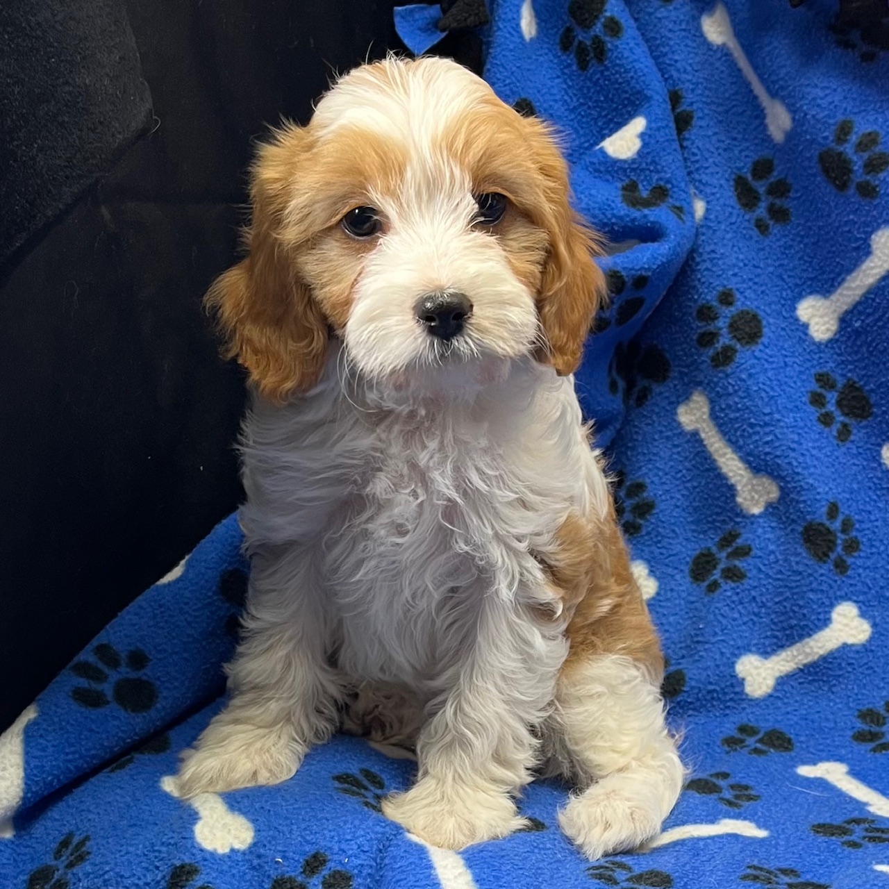 F1 Cavapoo female "Peaches" born 8/22'24, $1,550. Ready to go home.