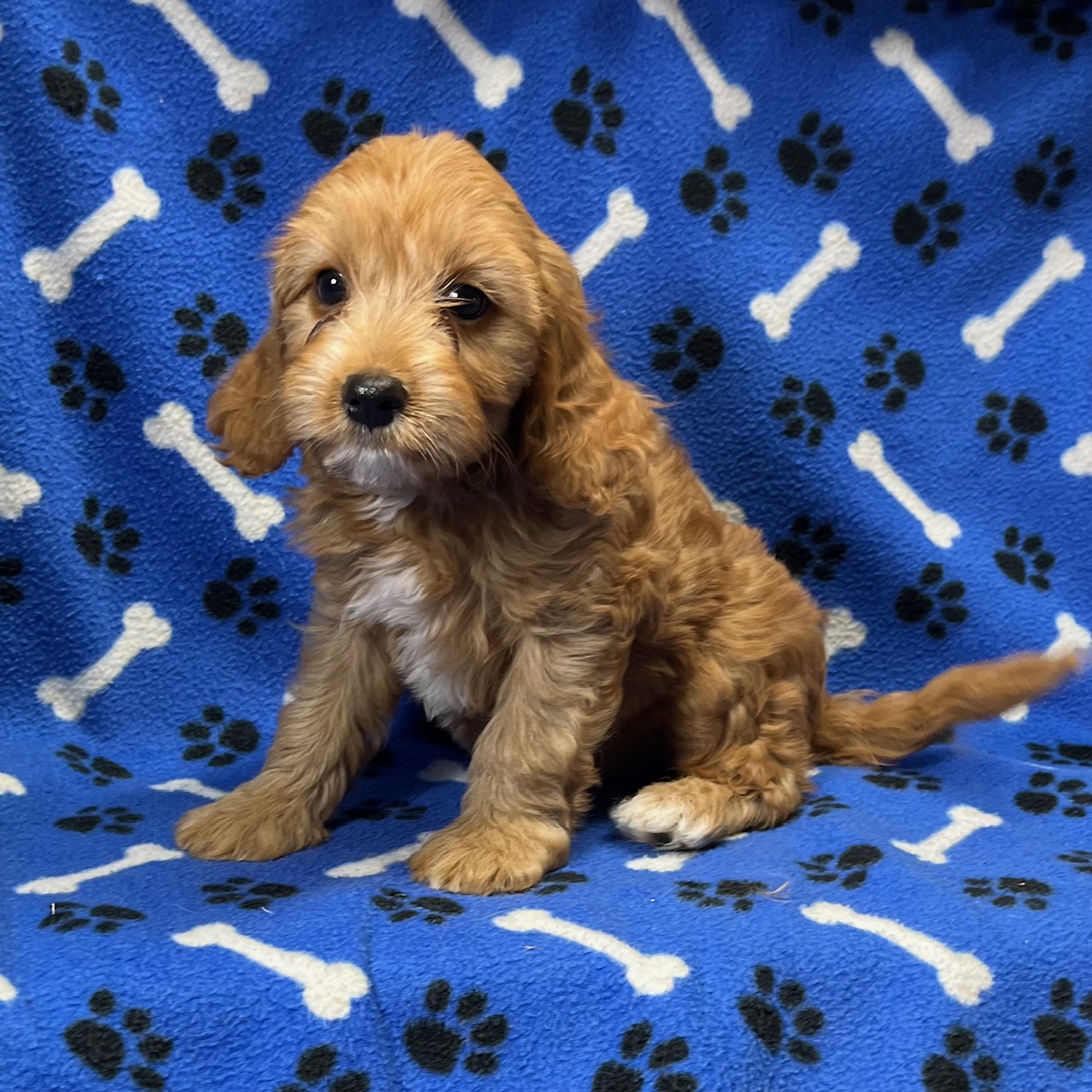 F1 Cavapoo Male born 8/22’24, $1,550. "Liem". . .  Ready to go home.