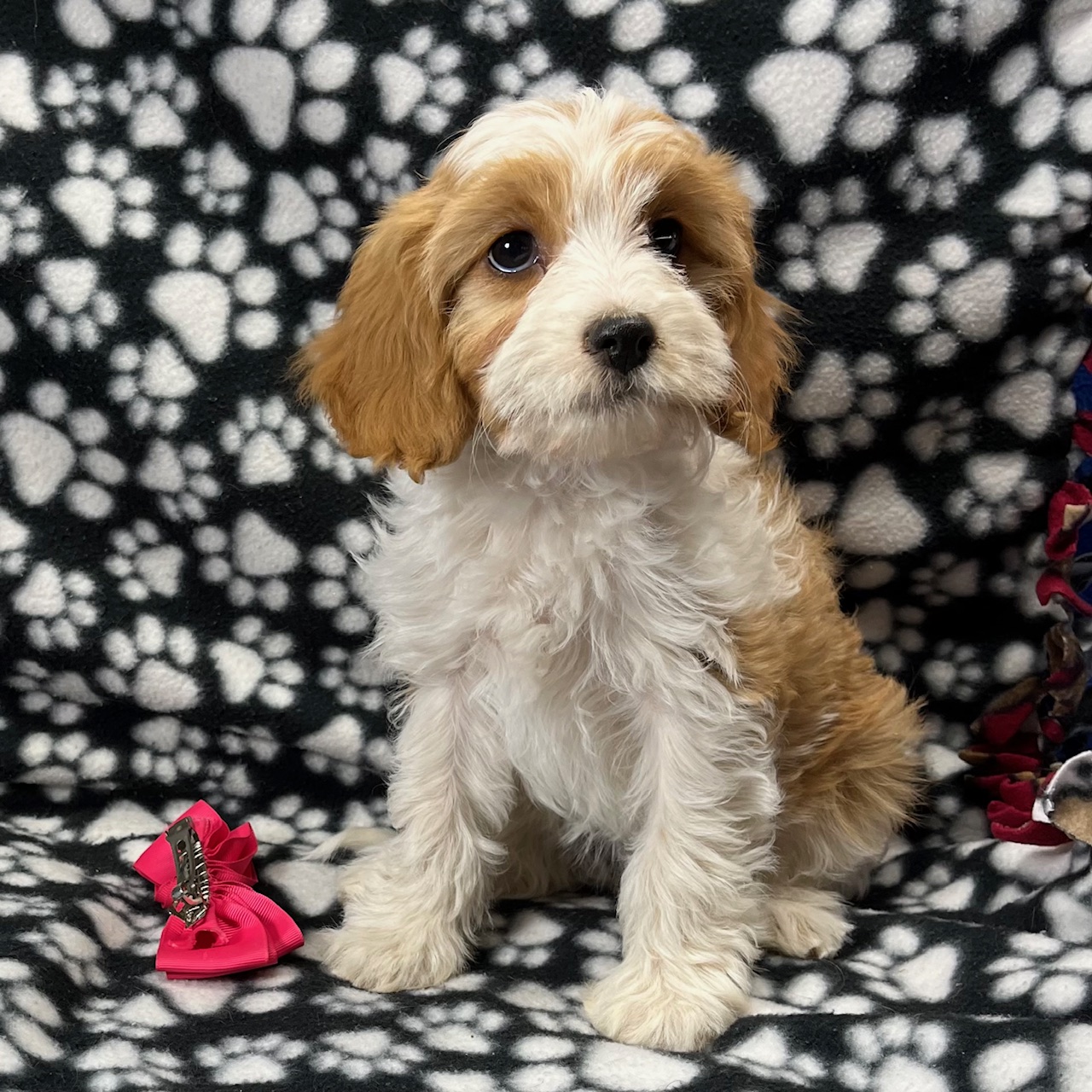 F1 Cavapoo female "Peaches" born 8/22'24, $1,550. Ready to go home.