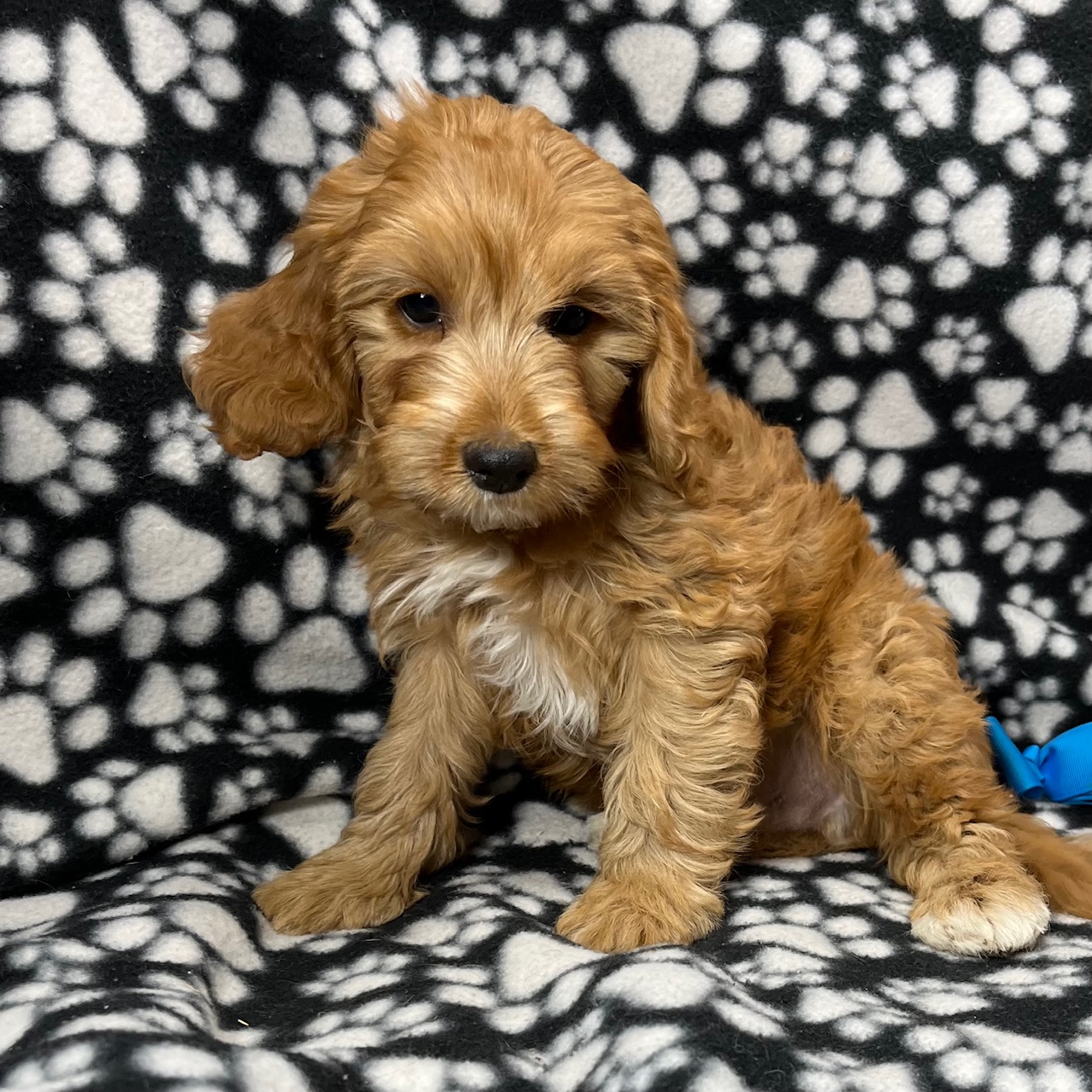 F1 Cavapoo Male born 8/22’24, $1,550. "Liem". . .  Ready to go home.