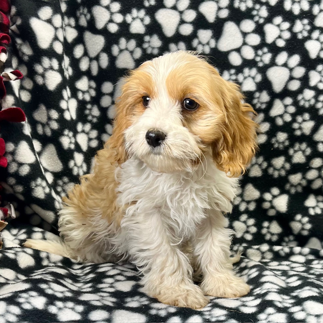 F1 Cavapoo female "Peaches" born 8/22'24, $1,550. Ready to go home.