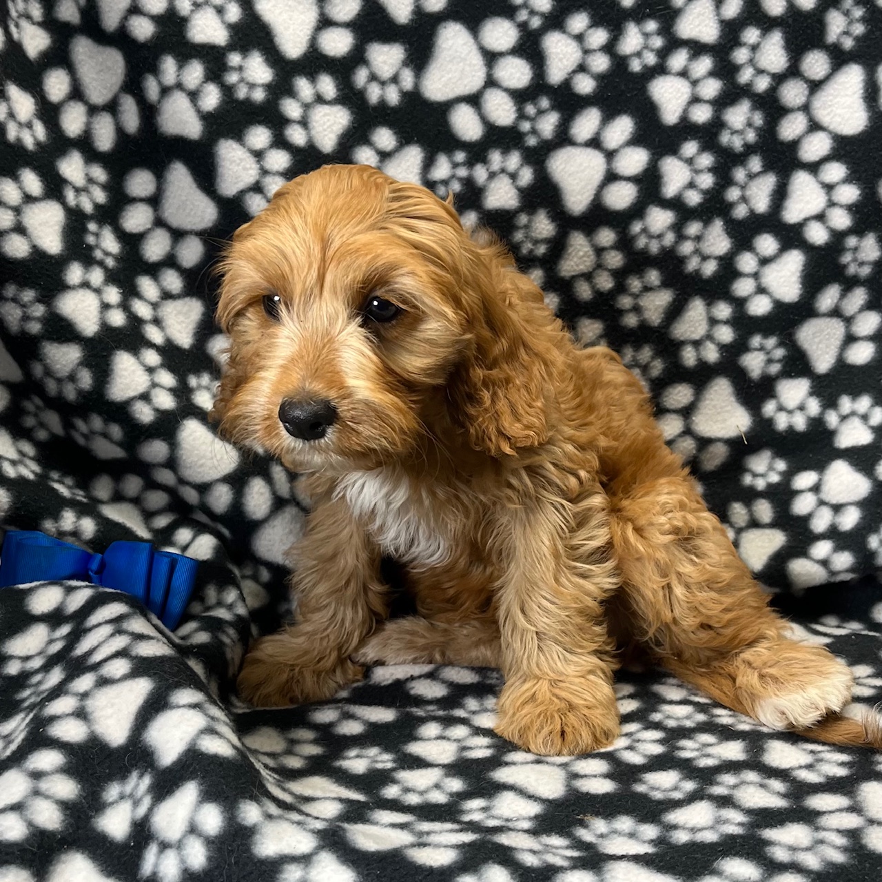 F1 Cavapoo Male born 8/22’24, $1,450. "Liem". . .  Ready to go home.