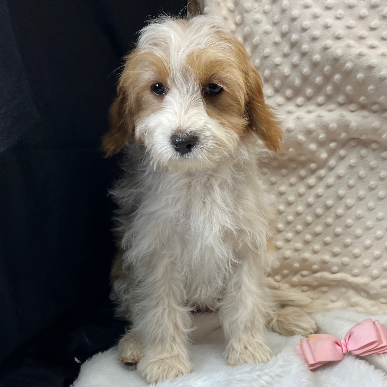 F1 Cavapoo female "Peaches" born 8/22'24, $1,250. Ready to go home.