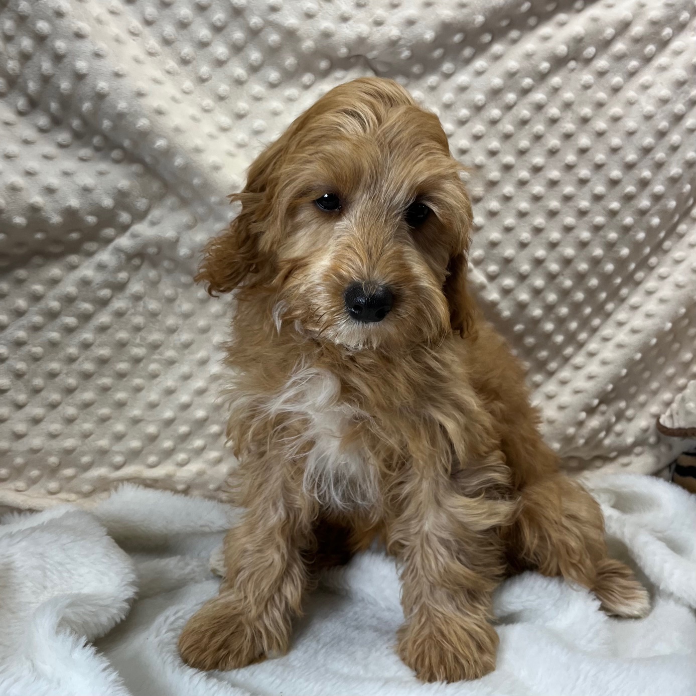 F1 Cavapoo Male born 8/22’24, $950. "Liem". . .  Ready to go home.