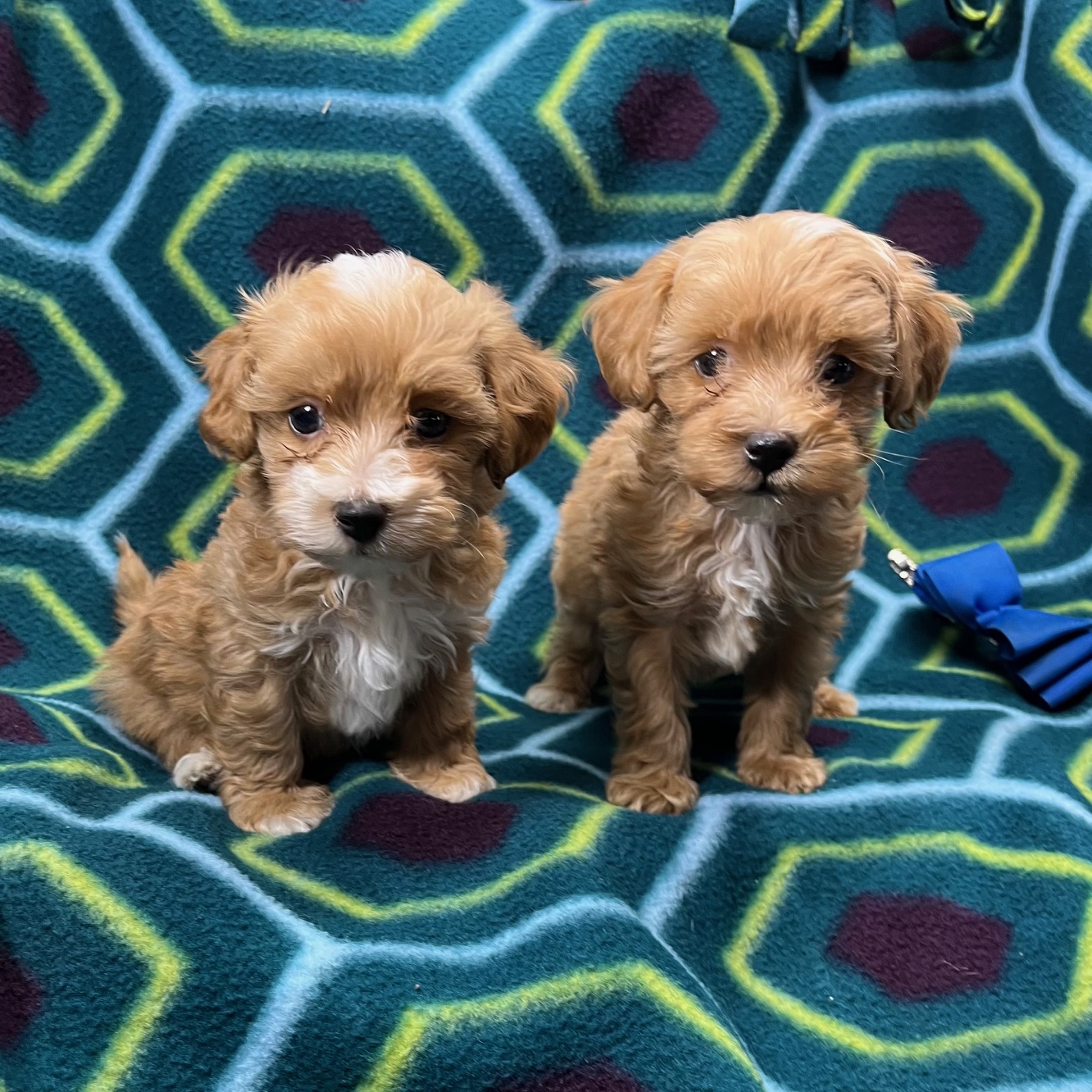 F1b Maltipoo Boys born 9/7'24, 8 weeks old 11/2'24. $1,250 each