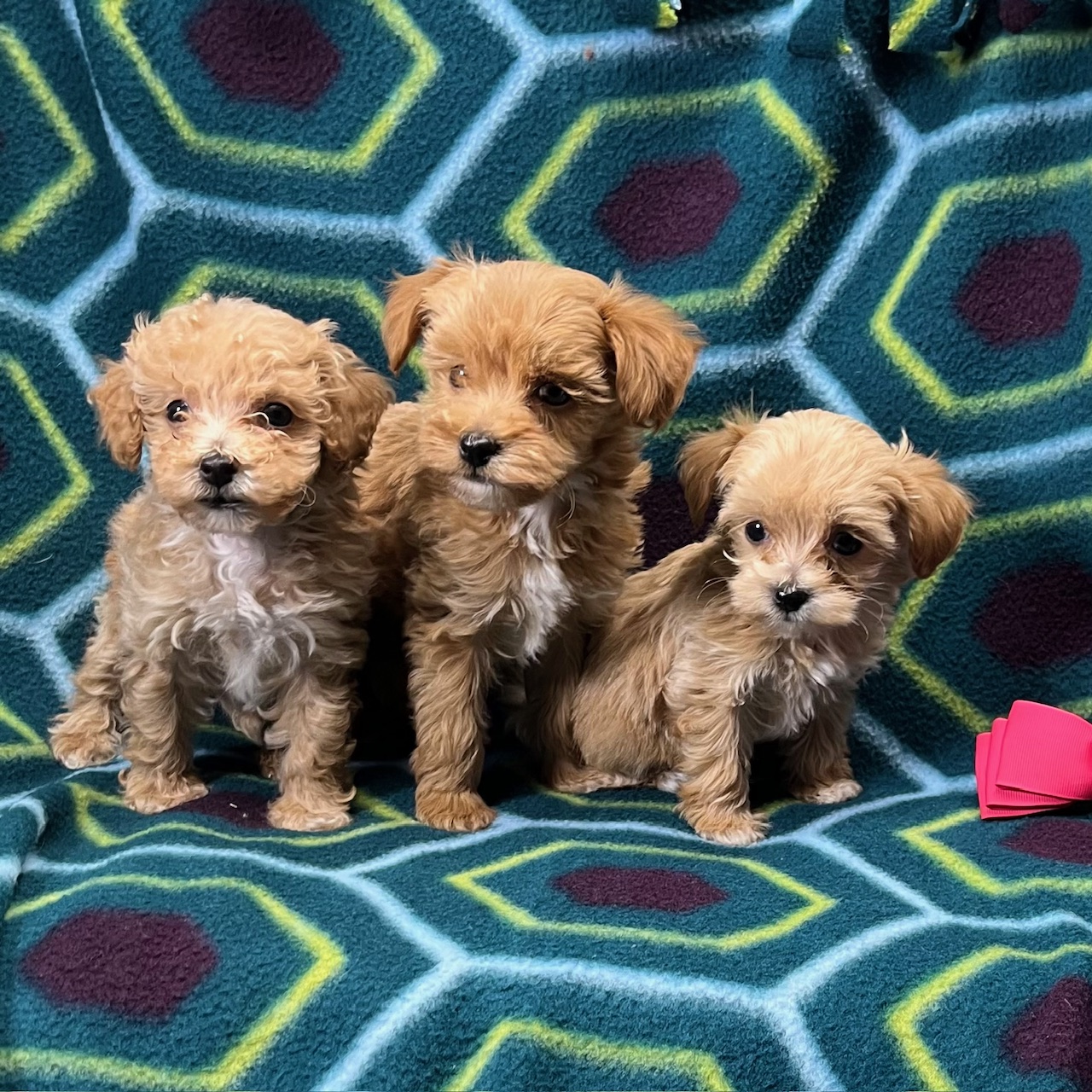 F1b Maltipoo Girls born 9/7'24, 8 weeks old 11/2'24. $1,550 each