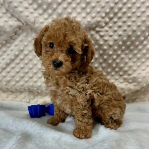 Maltipoo puppies born 9/8'24