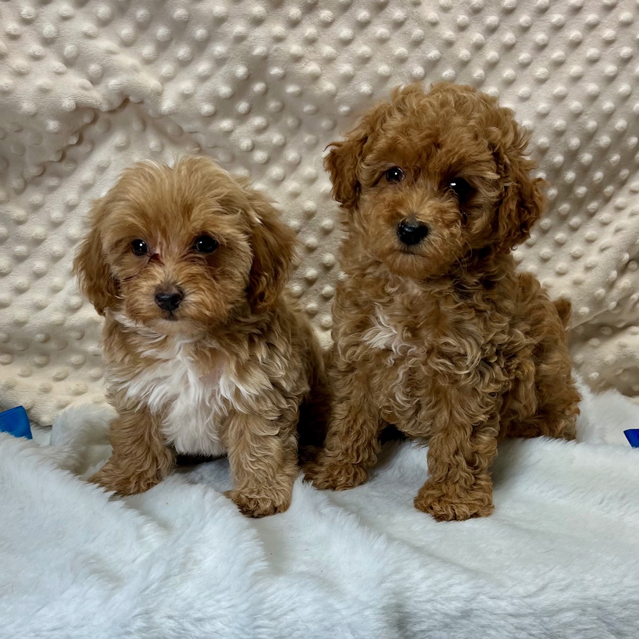 2 f1b Maltipoo male puppies born 9/8'24 $1,450 each