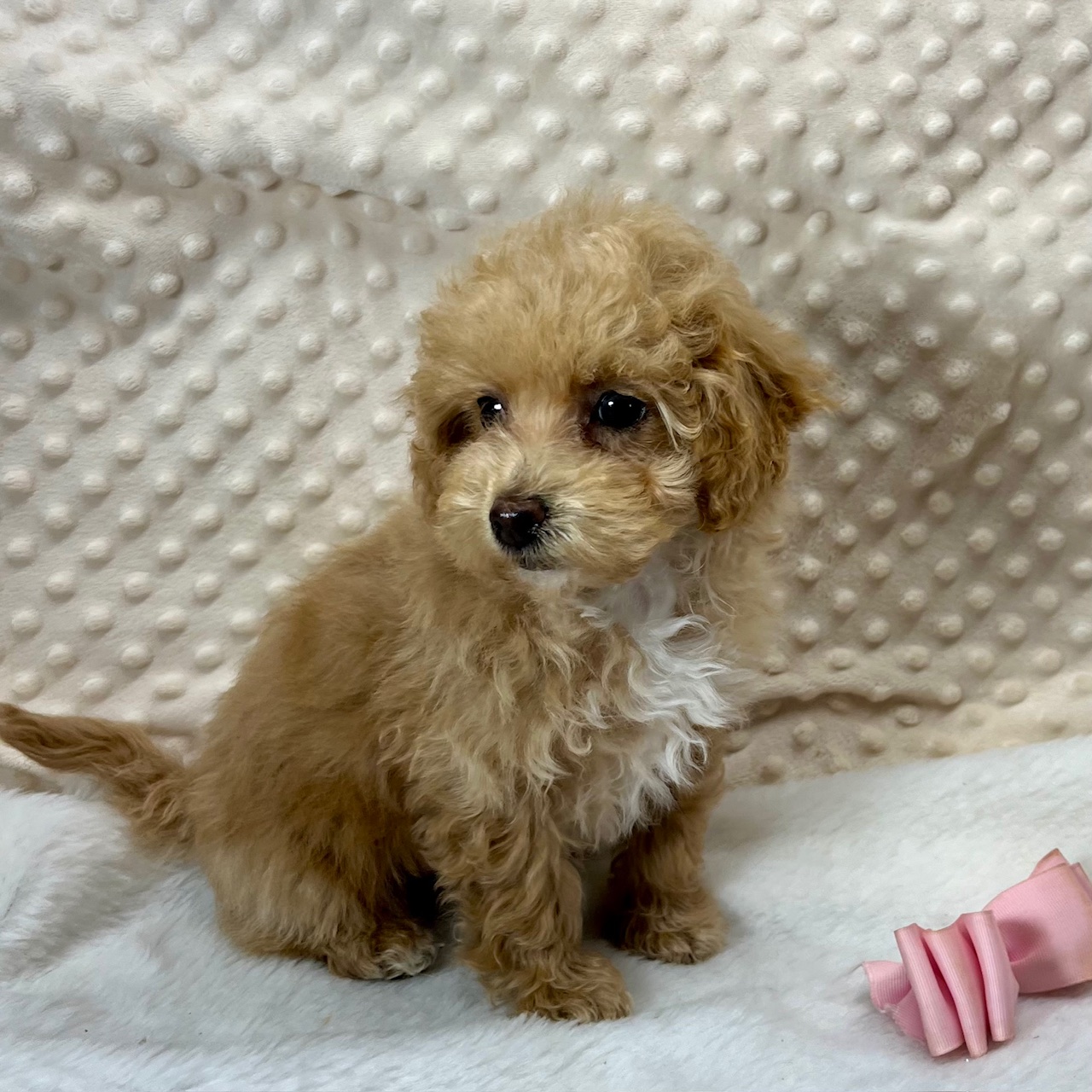 1 F1b Maltipoo Girl born 9/7'24, 8 weeks old "Ava" born, 11/2'24. $1,550