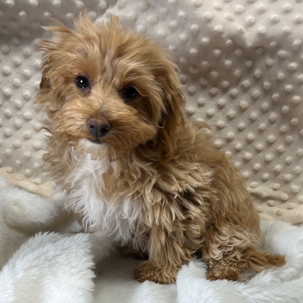 1 f1b Maltipoo male puppy born 9/8'24 "Clark", $950