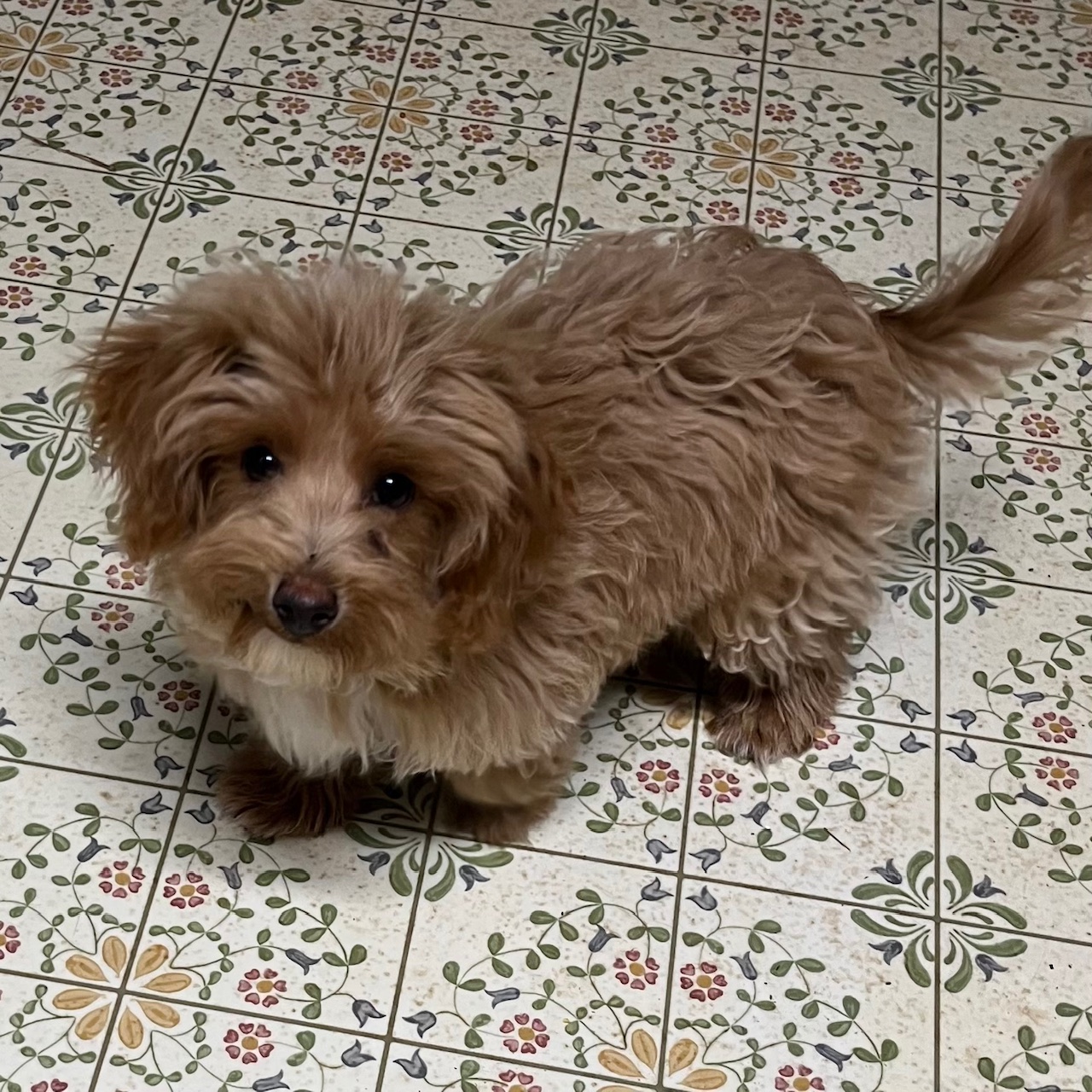 1 f1b Maltipoo male puppy born 9/8'24 "Clark", $950