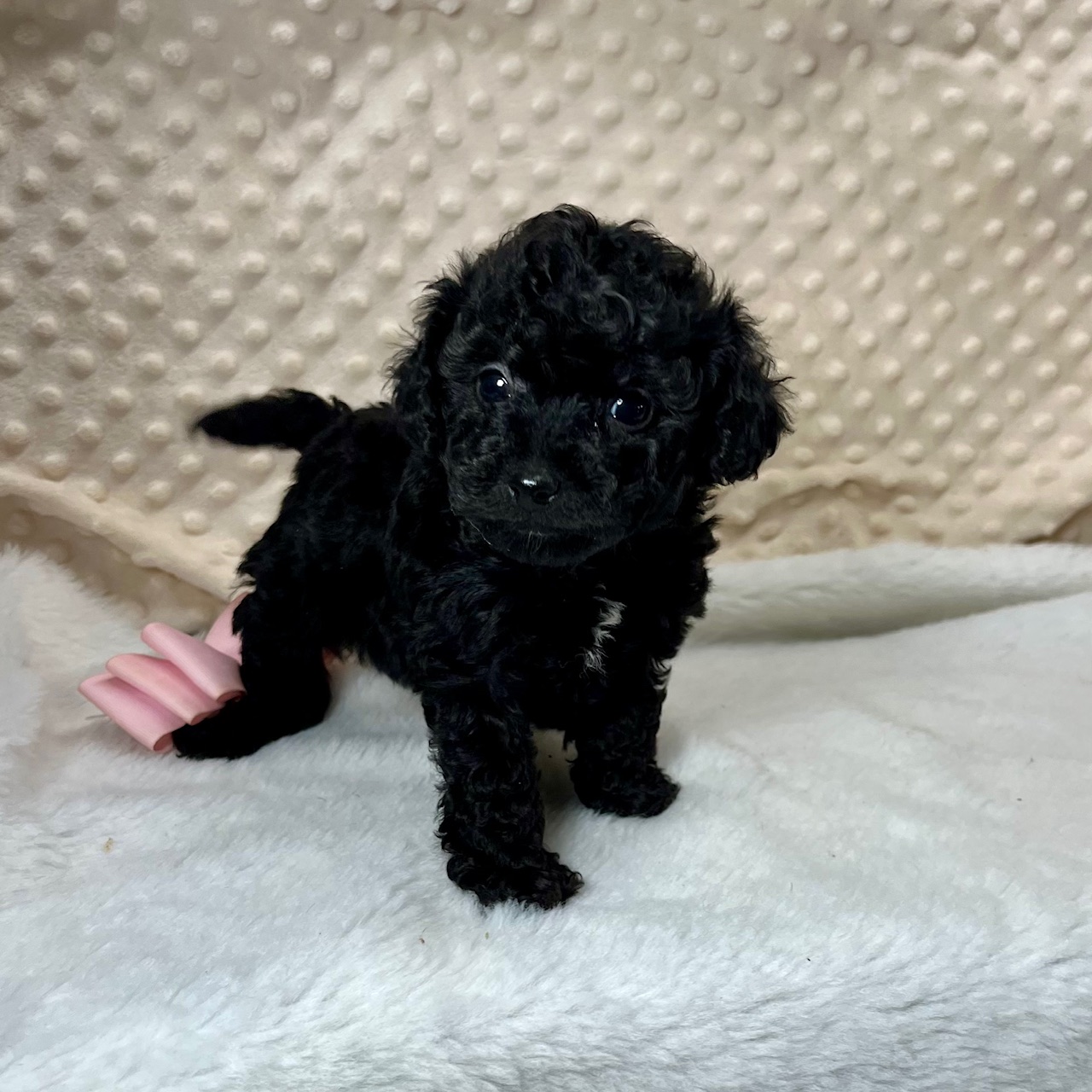 Black Maltipoo female, "Aurora" Born 10/31'24, $1,350