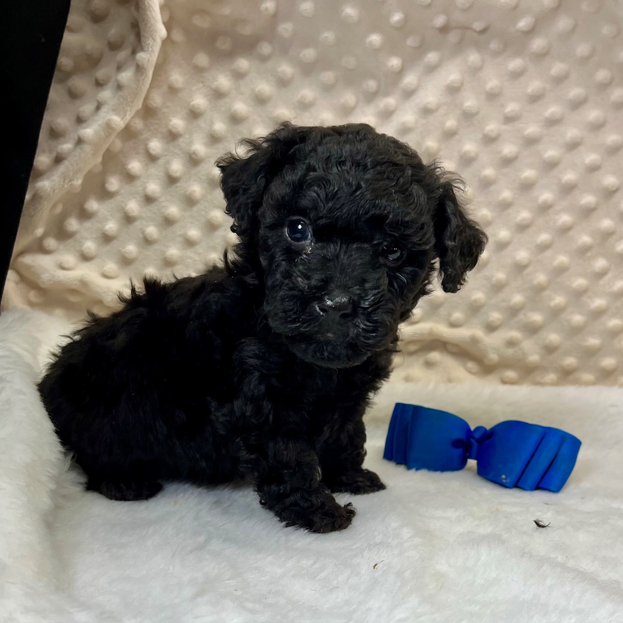 Black Maltipoo male, "Asher" Born 10/31'24, $1,250